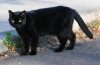 gatto nero1 Gatto nero day_ giornata contro la superstizione.jpg