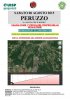 Agosto-08-Peruzzo.jpg