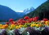 fiori.jpg