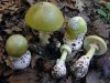 amanita.jpg