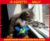 micio.fucile.jpg