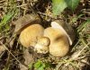 porcini-sima.jpg