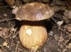 Boletus aereus-02.jpg