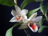 orchidea-maxi.jpg