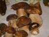 DSCF0147.jpg