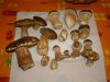 DSCF0524.jpg