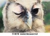 ammiccamento-gufo_~514018.jpg ammiccamento-gufo_~514018.jpg