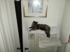 IMG_20170201_204931.jpeg