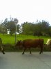 11-10-09_152310.jpg