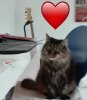 IMG-20181116-WA0002.jpeg