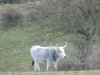 IMG_1107.JPG