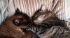 upload_2019-5-11_9-51-55.png