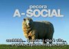 pecora a-social 2.jpg