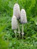1999 coprinus comatus 1.jpg 1999 coprinus comatus 1.jpg