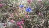 20200427_163937.jpg 20200427_163937.jpg