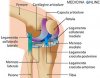 medicina-online-articolazione-del-ginocchio-patella-rotula-dolore-osso-oaas-femore-frattura-ti...jpg