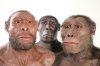 3_erectus_rudolfensis_afarensis.jpg