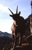 12-10-07 corno bianco_0003.jpg