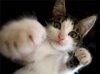gatto pugile.jpg gatto pugile.jpg