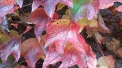 20201101_110805.jpg 20201101_110805.jpg