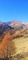 IMG_20201107_153152.jpg