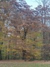 IMG_20201115_152114.jpg IMG_20201115_152114.jpg