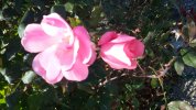 20201122_133918.jpg