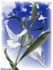 domenica delle palme.jpg