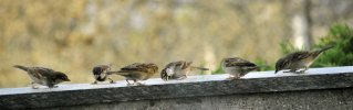 _D714222striscia.jpg _D714222striscia.jpg
