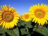 girasoli.jpg