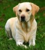 labrador-retriever-yellow.jpg labrador-retriever-yellow.jpg