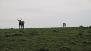 IMG_6063.JPG