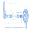 ceramicspeed_movimentoITa.jpg