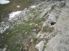 marmotta al fauniera.jpg
