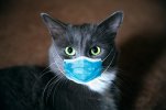 gatto-covid.jpg gatto-covid.jpg