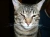 Gatti 52.jpg