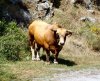 toro (Medium) (Small).jpg