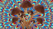 funghi.jpg