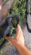2videooo.gif