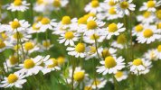 fiori-camomilla-1080x607.jpg