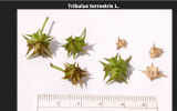 tribuus terrestris.png