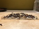 IMG_8059.jpeg