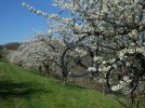 Vormittag, Kirscblüten-Cross 4.jpg