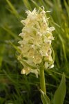 _D209108 orchidea sambucina var gialla.JPG