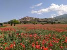 IMG_8940.jpeg
