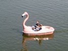 Flamingos_Bagatelle.jpg