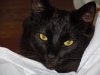 Miao resize.jpg