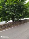 IMG_20220628_110920.jpg