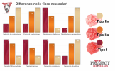 Differenze-nelle-fibre-muscolari-1-1035x642.png