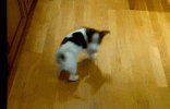 dog-chasing-tail-33.gif